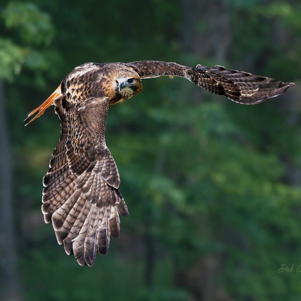 RED-TAILED HAWK in Flight #4 ready to hang photo