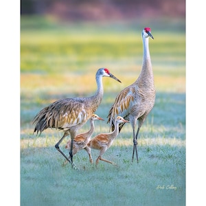 May include: A photograph of a family of Sandhill Cranes in a field. Two adult cranes with red crowns and two juvenile cranes are standing in a grassy area. The birds have gray and brown feathers. The background is a blurred green and yellow.