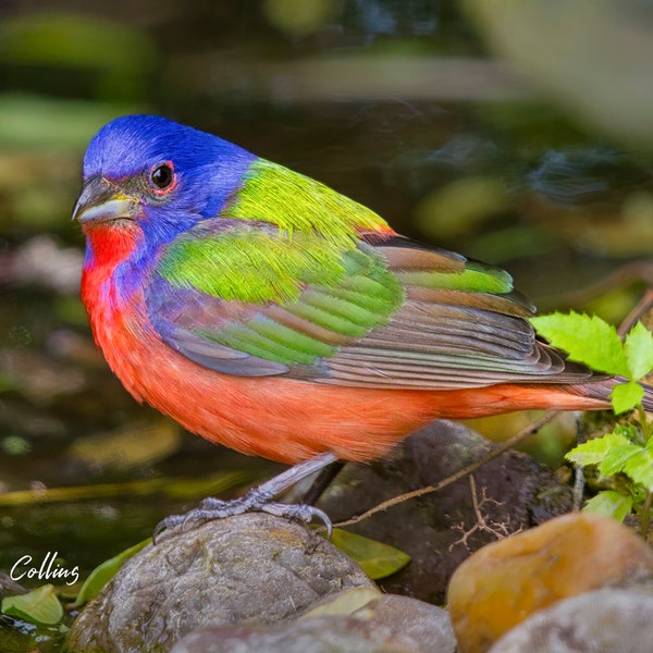 Painted Bunting Etsy