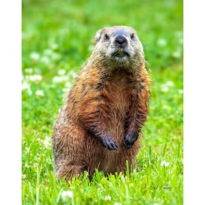 May include: A groundhog stands upright in a field of green grass and white flowers. The groundhog has brown fur with a lighter brown underbelly. Its black paws are visible, and it appears to be eating something. The background is blurred.