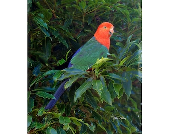 Australian King Parrot ready to hang Dye Sublimation Photo / Australian Birds / Wildlife Photography / O'reilly's Lodge / Green and Red Bird