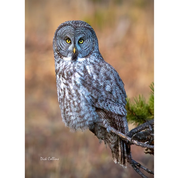 GREAT GRAY OWL  ready to hang Dye Sublimation Photo /Wildlife photo / Wild Bird Print / Owl photo / Nature Wall Art / American Birds