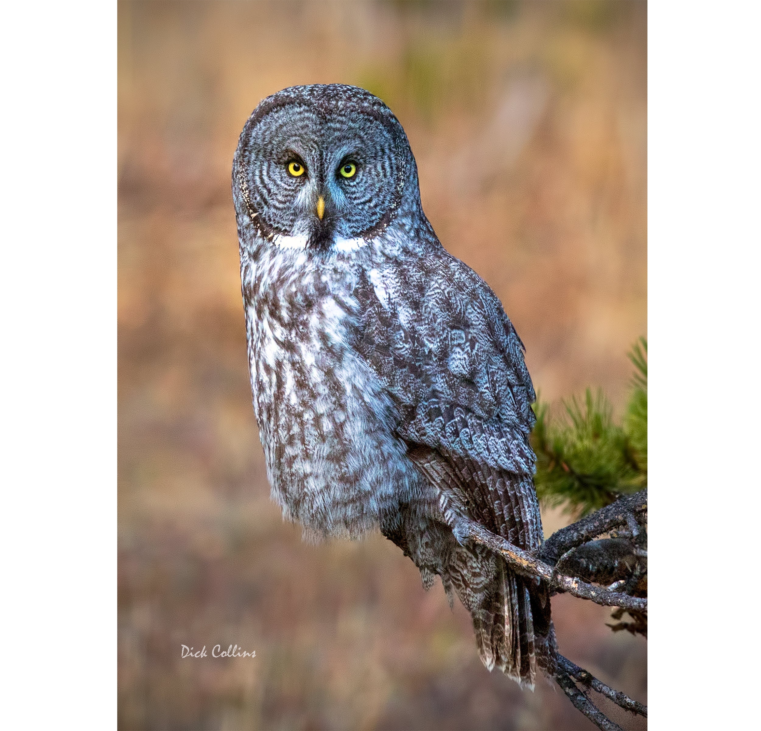 GREAT GRAY OWL #1  ready to hang Dye Sublimation Photo /Wildlife photo / Wild Bird Print / Owl photo