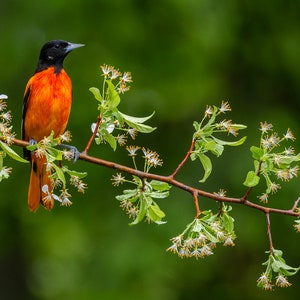 BALTIMORE ORIOLE  2024-1  on flowers ready to Hang Dye sublimation print