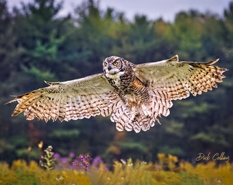 May include: A Great Horned Owl in flight, wings fully extended, showcasing intricate feather patterns in shades of brown, white, and tan. The owl's yellow eyes are focused forward. The background features a blurred green forest and a field of purple flowers. Signature: Dick Collins.