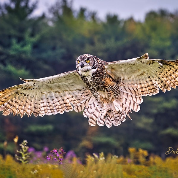 GREAT-HORNED OWL  ready to hang Dye Sublimation Photo /Wildlife photo / Wild Bird Print / Owl photo / Nature Wall Art / American Birds