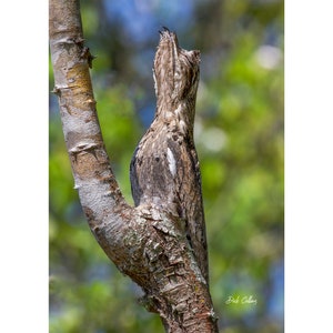 May include: A brown and gray bird perched on a tree branch, blending with the bark. The bird has a distinctive upright posture and a textured appearance. The background is a soft blur of green foliage.