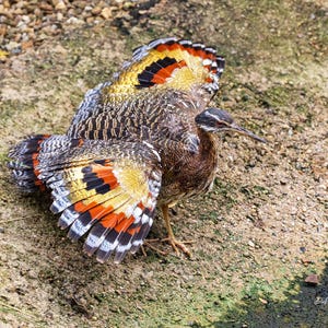 May include: A bird with patterned brown, black, orange, yellow, and white wings is seen on the ground. The bird's wings are spread, showcasing the vibrant colors and patterns. The bird has a long beak and is standing on a dirt surface.