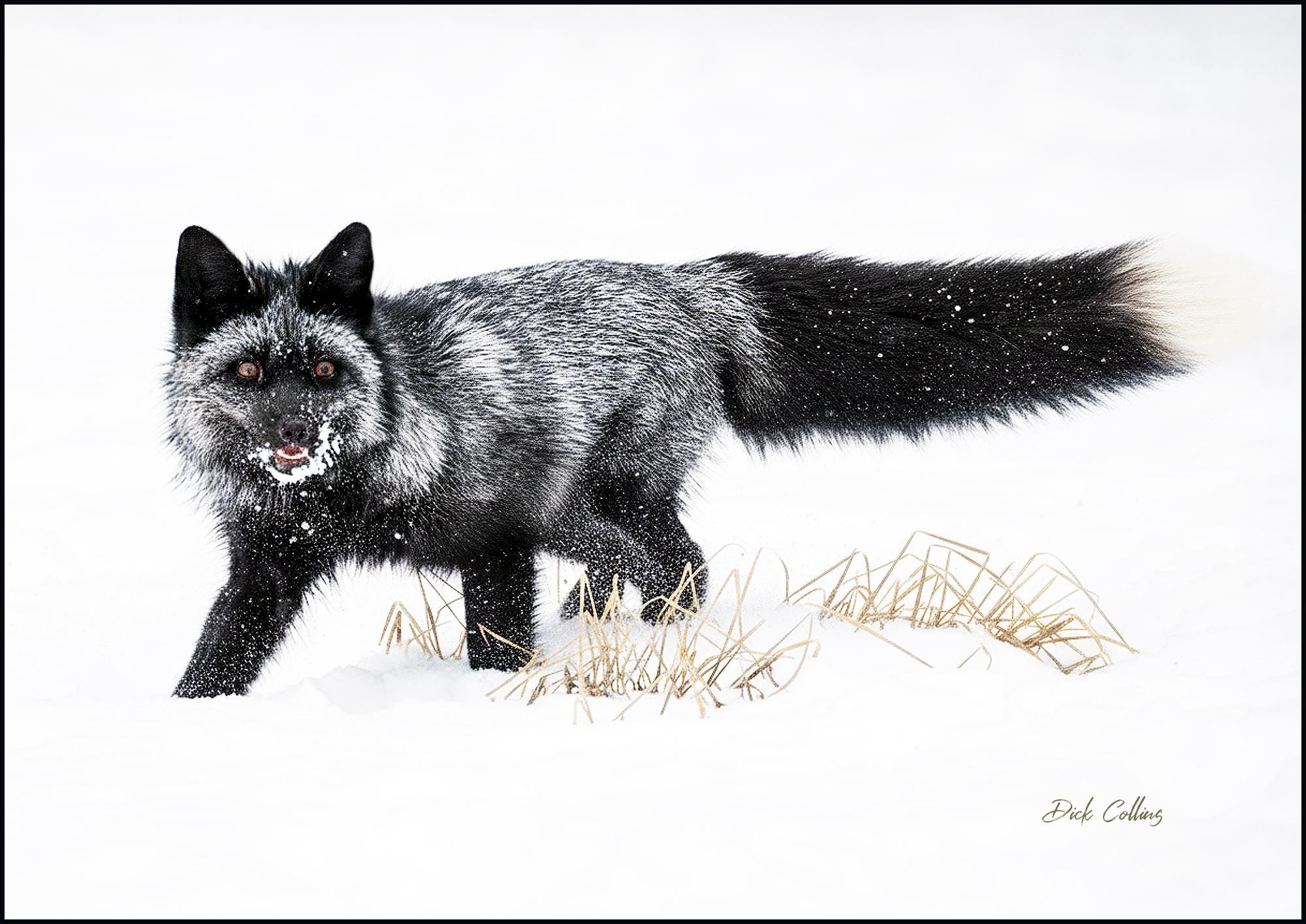 BLACK FOX #01c in SNOW- Ready to Hang High Def Dye Sublimation Print ...