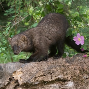 May include: A brown fisher, a type of weasel, walks across a fallen log in a forest setting. The fisher is looking to the left of the image. There are pink flowers in the background.