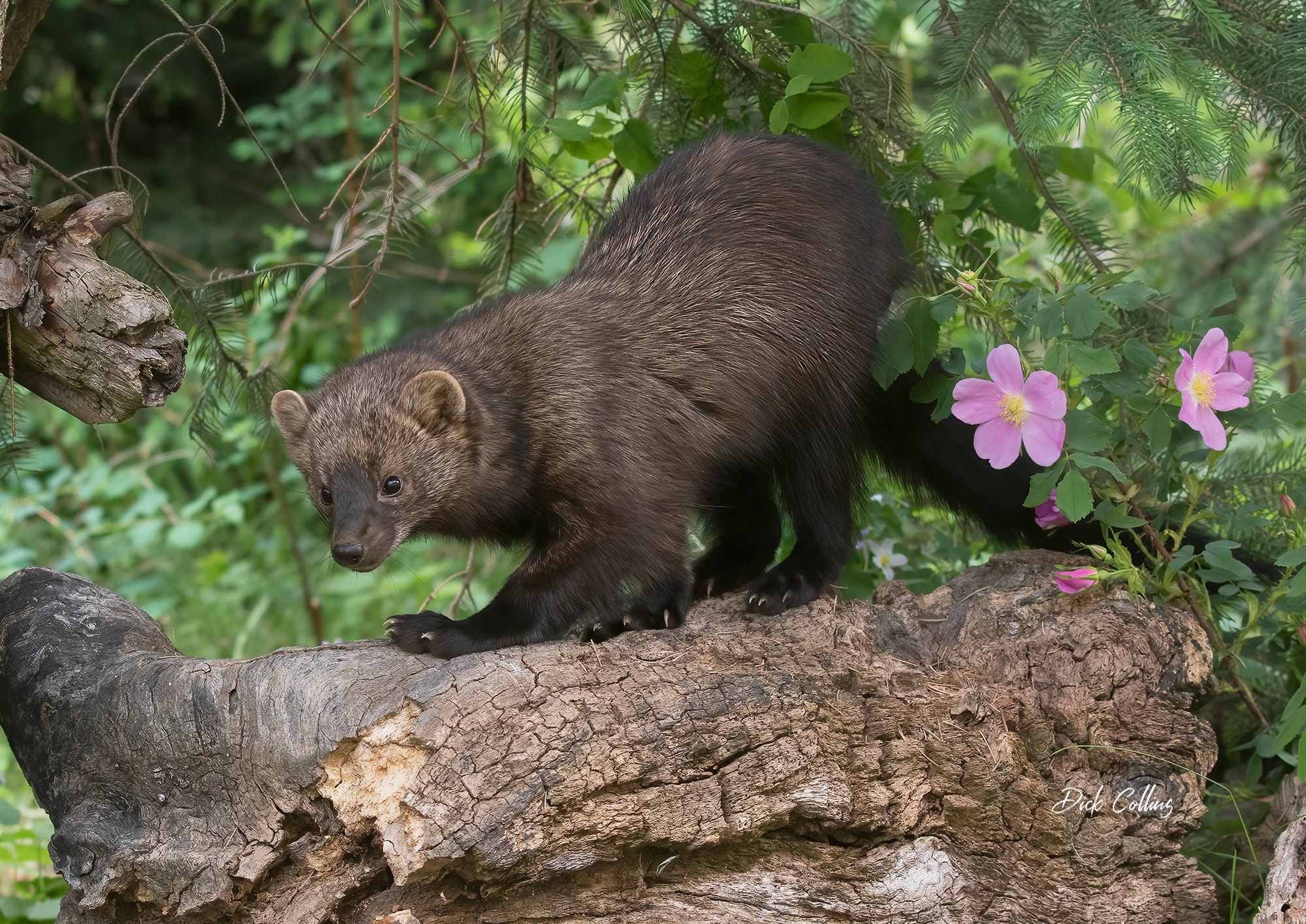 baby-fisher-animal