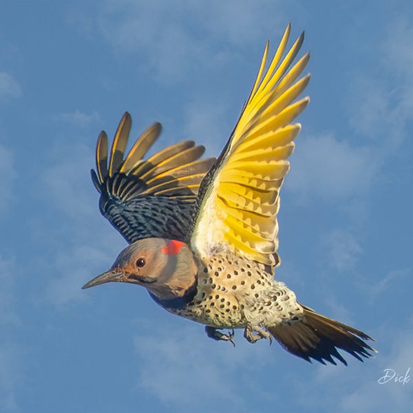 NORTHERN FLICKER Ready to hang Dye Sublimation photo