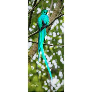 RESPLENDANT QUETZAL ready to Hang Dye sublimation print