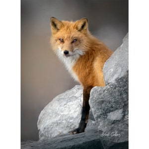 Red Fox Full Portrait- Ready to hang dye sublimation print