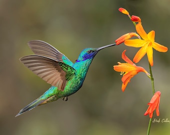 SPARKLING VIOLET-EAR Hummingbird ready to hang print