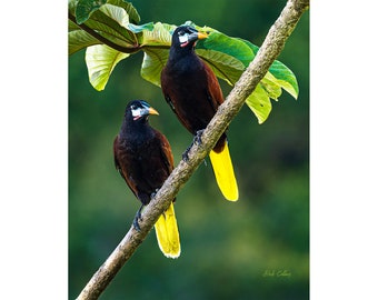 Montezuma's Oropendola ready to hang photo