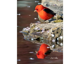 SCARLET TANAGER #02a ready to Hang Dye sublimation print