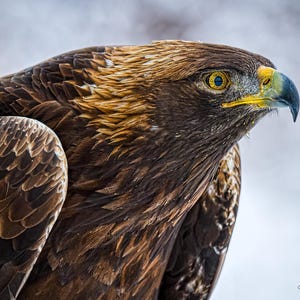 May include: Close-up of a golden eagle's head and neck, showing its sharp beak, yellow eyes, and intricate brown and gold feathers.