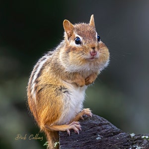 Fat Chipmunk ready to hang print