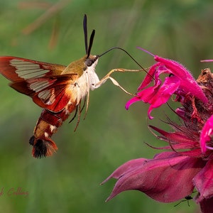 SNOWBERRY CLEARWING Hummingbird Moth - Ready to hang dye sublimation print