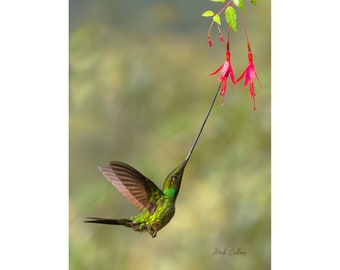 Sword-billed Hummingbird ready to hang print