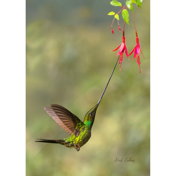 Sword-billed Hummingbird ready to hang print