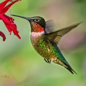 May include: A ruby-throated hummingbird hovers in mid-air, its wings blurred by its rapid movement, as it feeds on nectar from a red flower. The hummingbird's iridescent green feathers and red throat are visible.