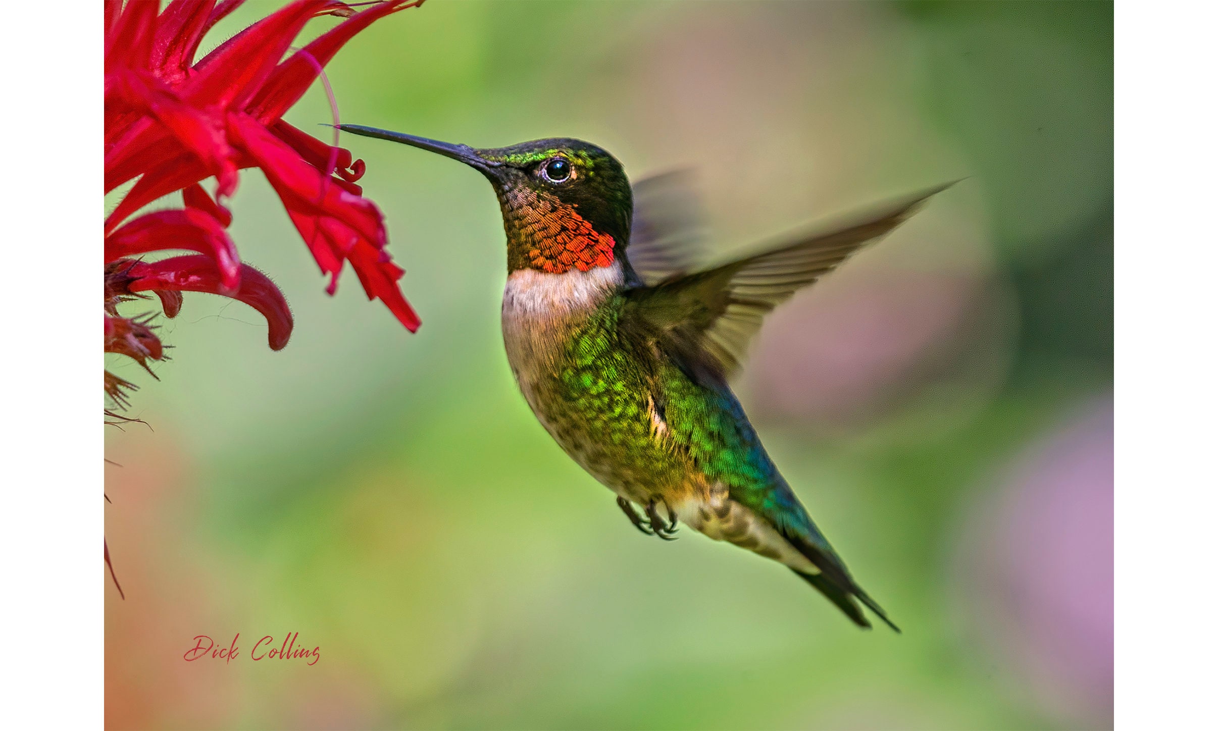 RUBY-THROATED HUMMINGBIRD Ready to Hang Print - Etsy