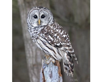 BARRED OWL #03A ready to hang Dye Sublimation Photo /Wildlife photo / Wild Bird Print / Owl photo / Nature Wall Art / American Birds /