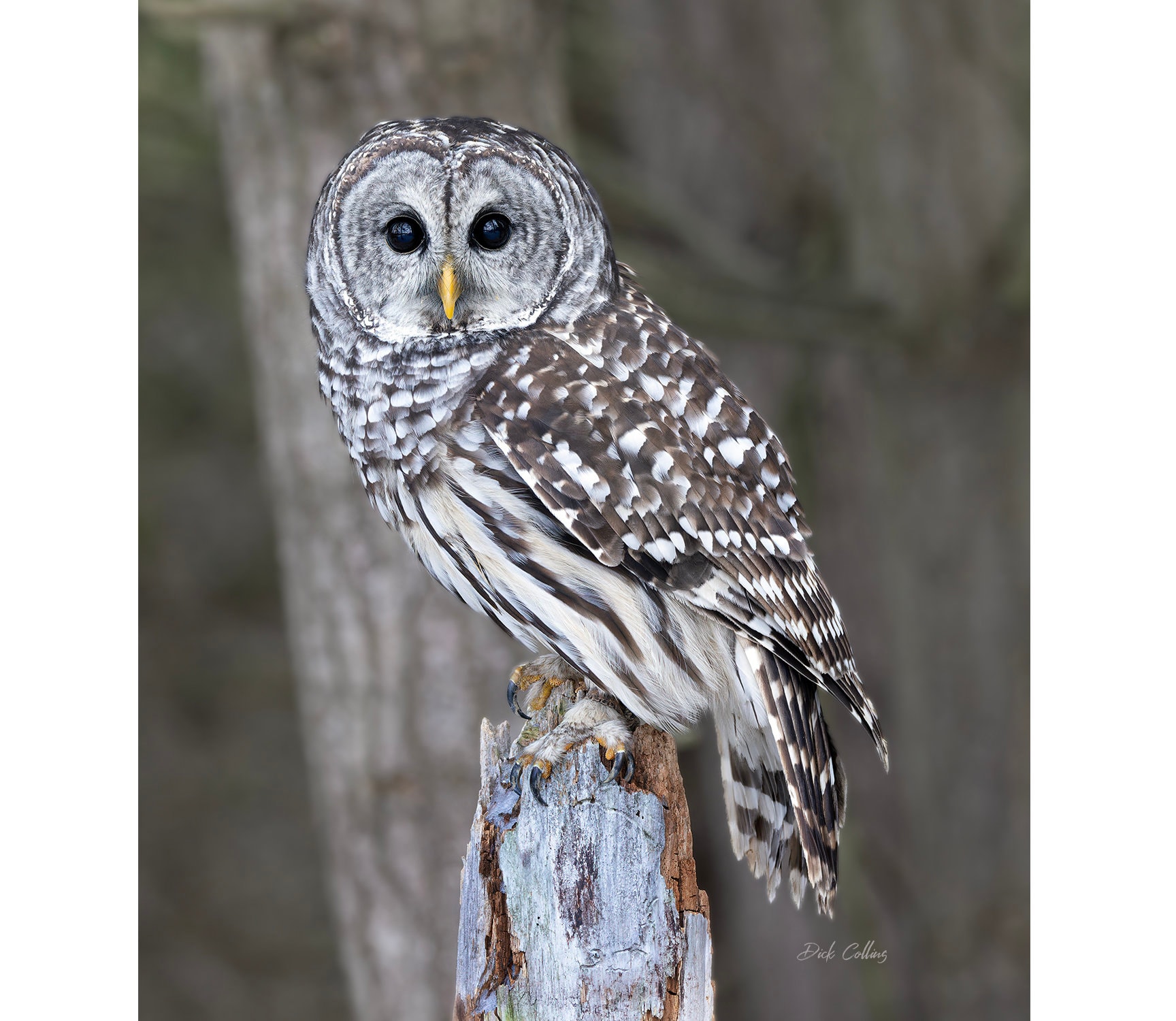 BARRED OWL #03A ready to hang Dye Sublimation Photo /Wildlife photo / Wild Bird Print / Owl photo / 