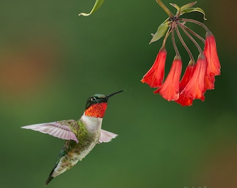 May include: A red-throated hummingbird with green and white feathers hovers in front of a cluster of red trumpet-shaped flowers.