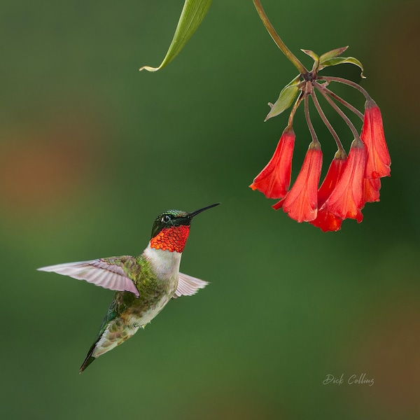 Ruby-throated Hummingbird ready to hang print