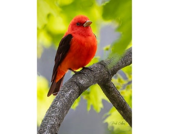 SCARLET TANAGER #01aready to Hang Dye sublimation print