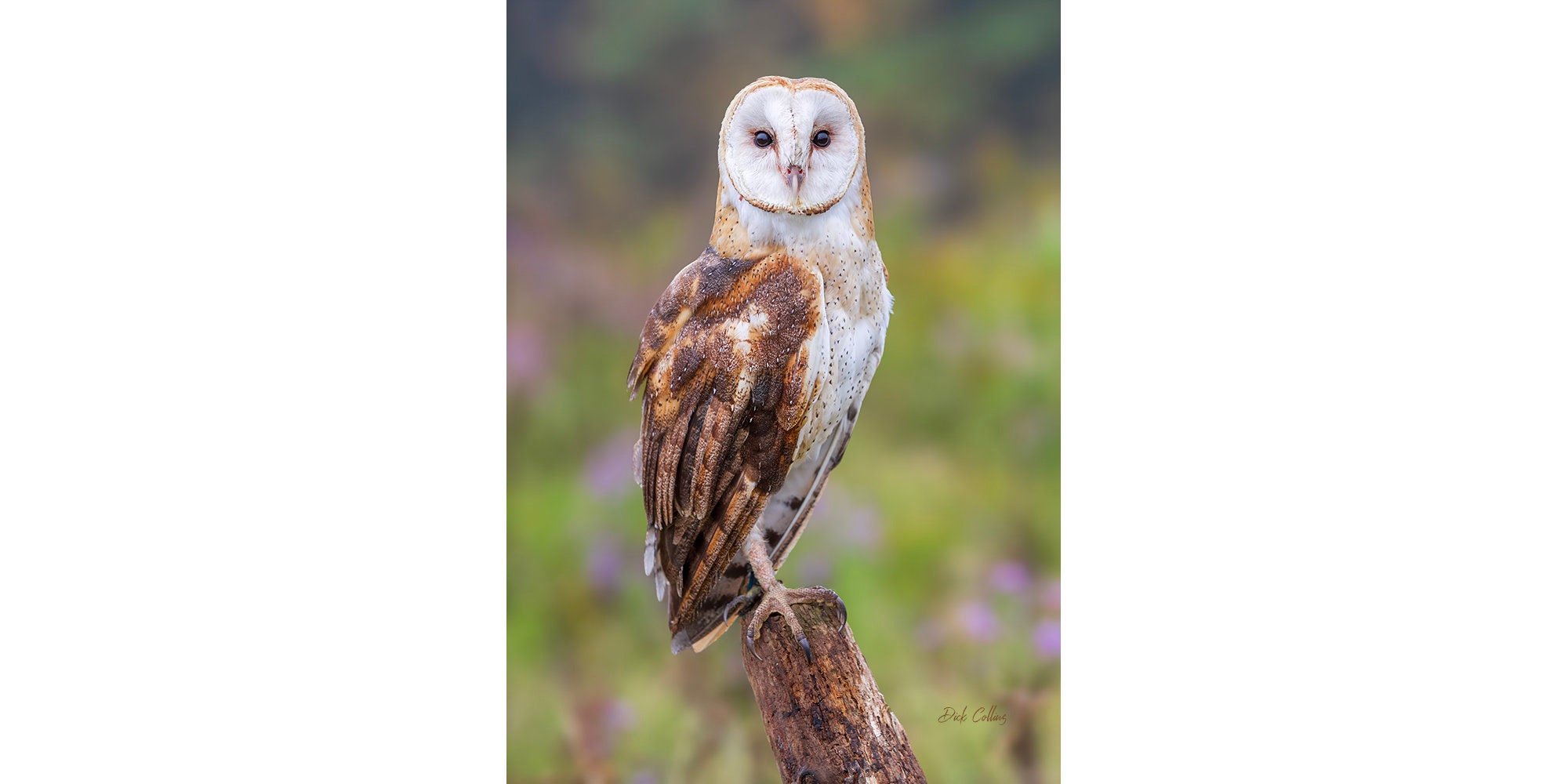 BARN OWL #1 ready to hang Dye Sublimation Photo / Wildlife photo / Wild Bird Print / Owl photo / Nat