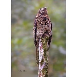 May include: A brown and grey bird with mottled plumage perches on a moss-covered tree trunk. The bird is facing away from the camera, with its head tilted upwards. The background is a soft blur of green foliage.