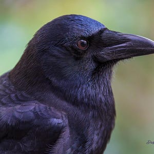 May include: A close-up of a black crow with a dark blue sheen on its feathers. The crow's eye is visible and has a reddish-brown color.