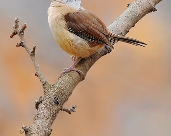 Carolina Wren in Autumn Ready to hang Dye Sublimation photo