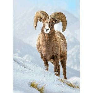 May include: A majestic bighorn ram stands on a snow-covered slope, its large, curved horns prominently displayed. The ram has a brown coat and a white face, with a mountainous backdrop and a light blue sky. The image captures the animal in its natural habitat.