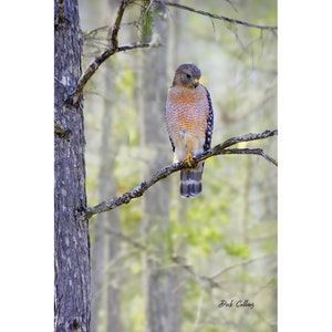 RED-SHOULDERED HAWK ready to hang photo