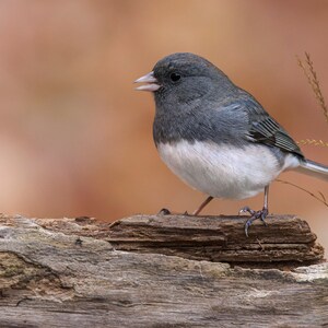 DARK-EYED JUNCO -Autumn - ready to hang photo