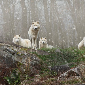 Arctic Wolves - Ready to hang dye sublimation print