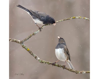 DARK-EYED JUNCO male and female- ready to hang photo