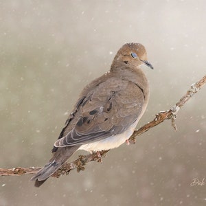 MOURNING DOVE Asleep in the Snow - Ready to hang Dye Sublimation photo