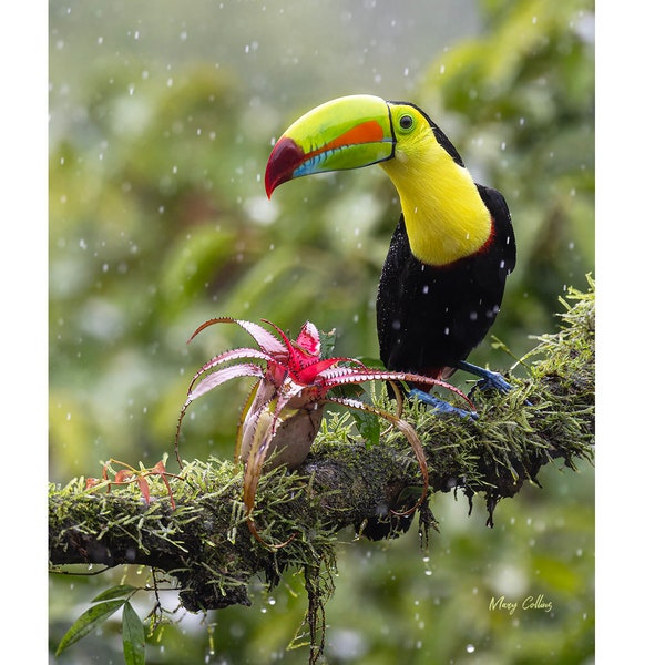 KEEL BILLED TOUCAN  in rain #2M -  ready to hang photo