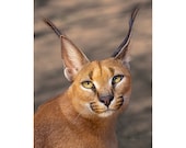CARACAL PORTRAIT #01B- Ready to Hang High Def. Dye Sublimation
