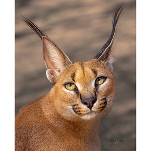 CARACAL PORTRAIT #01B- Ready to Hang High Def. Dye Sublimation