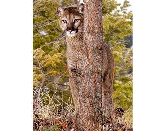 MOUNTAIN LION #01B Ready to Hang Print.