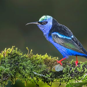 May include: A vibrant blue bird with a black back and green accents perches on a moss-covered branch. The bird has a blue head with a green crown, a long, curved beak, and bright red feet. The background is a blurred, dark green.