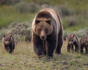 May include: A brown bear with two cubs walking through a grassy field. The mother bear is in the centre of the image, with the cubs walking on either side of her.