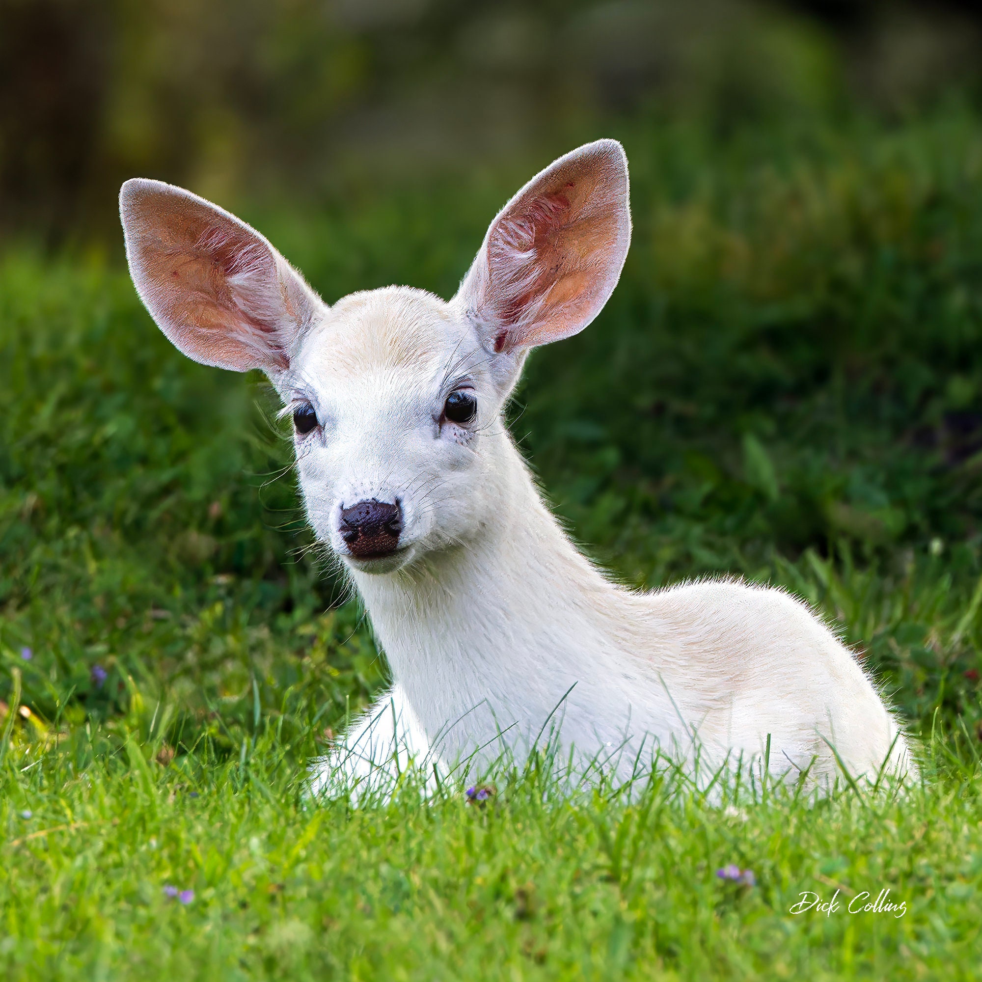 Frontiers | A maternal dorsoventral prepattern revealed by an asymmetric  distribution of ventralizing molecules before fertilization in Xenopus  laevis, image size:2000x2000